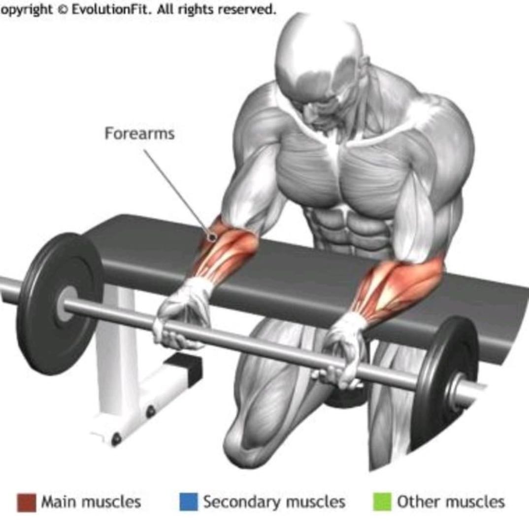 Forearms curl