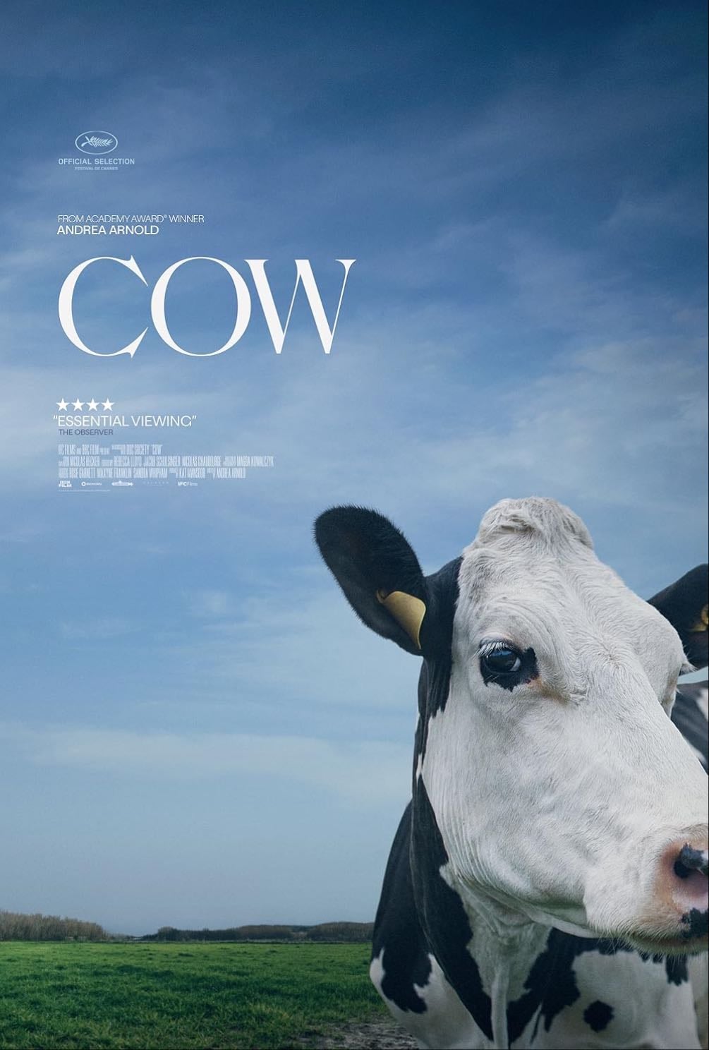 Cow - Andrea Arnolds