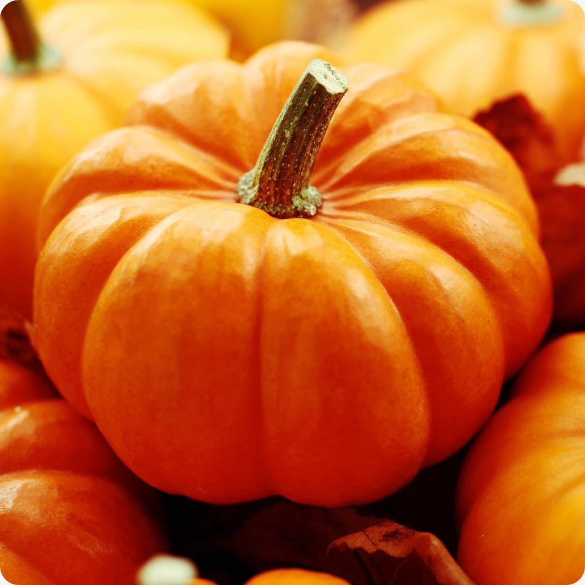 pumpkin