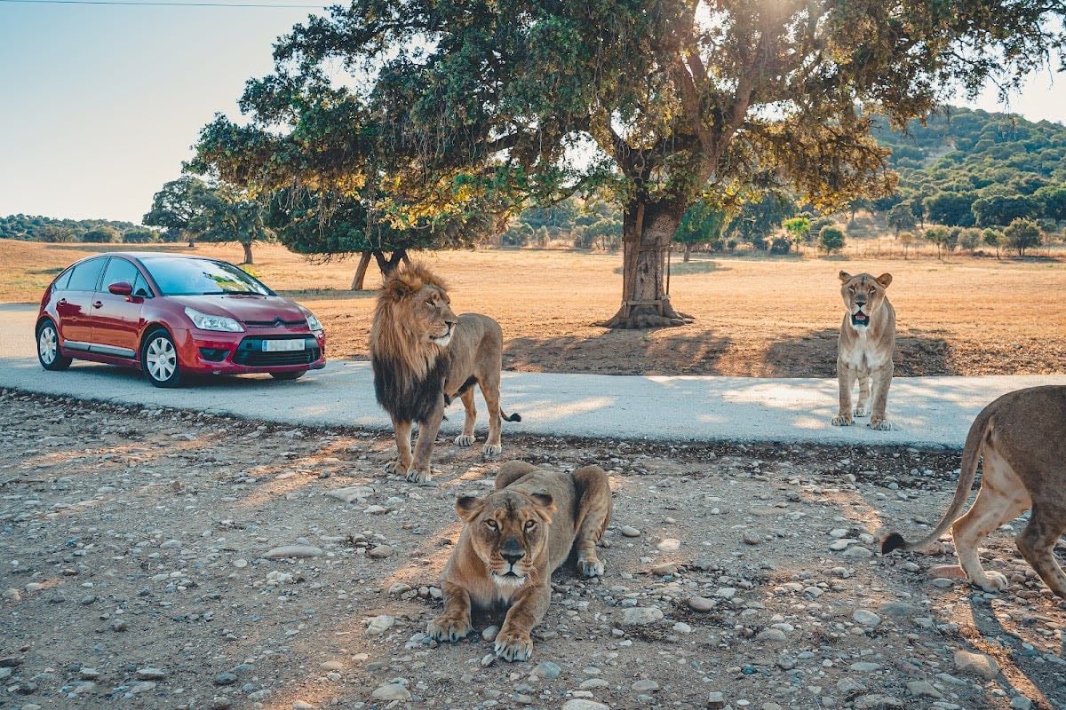Safari Madrid