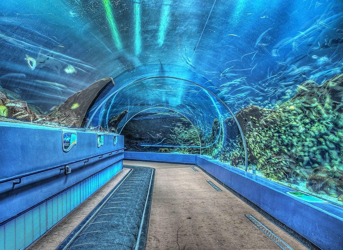 georgia aquarium - atlanta
