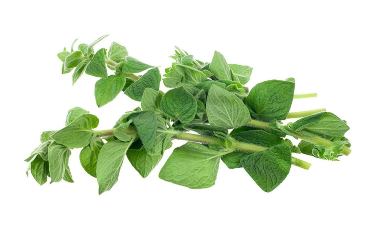 oregano