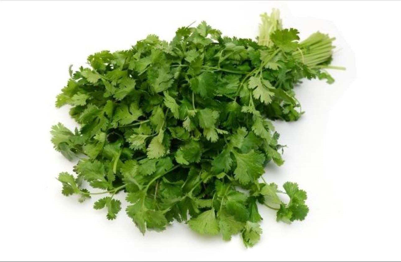 cilantro