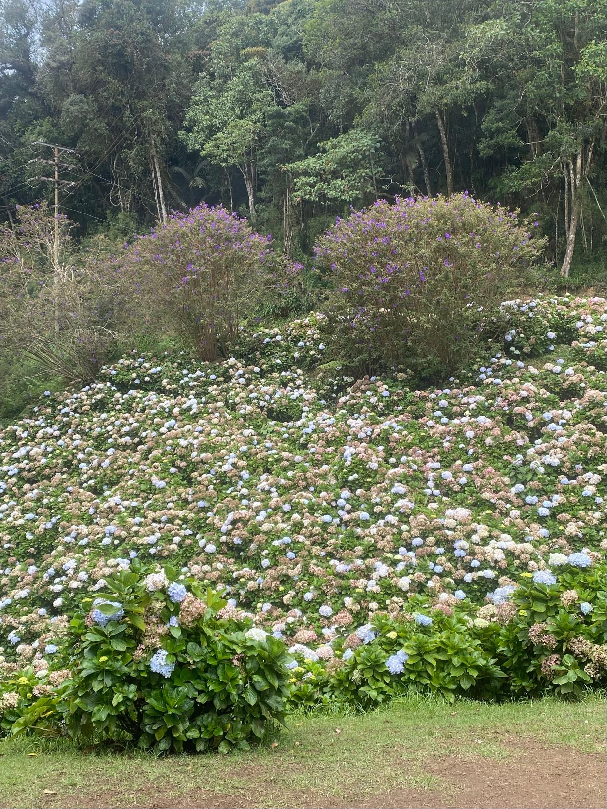 Secret garden - Colonia Tovar