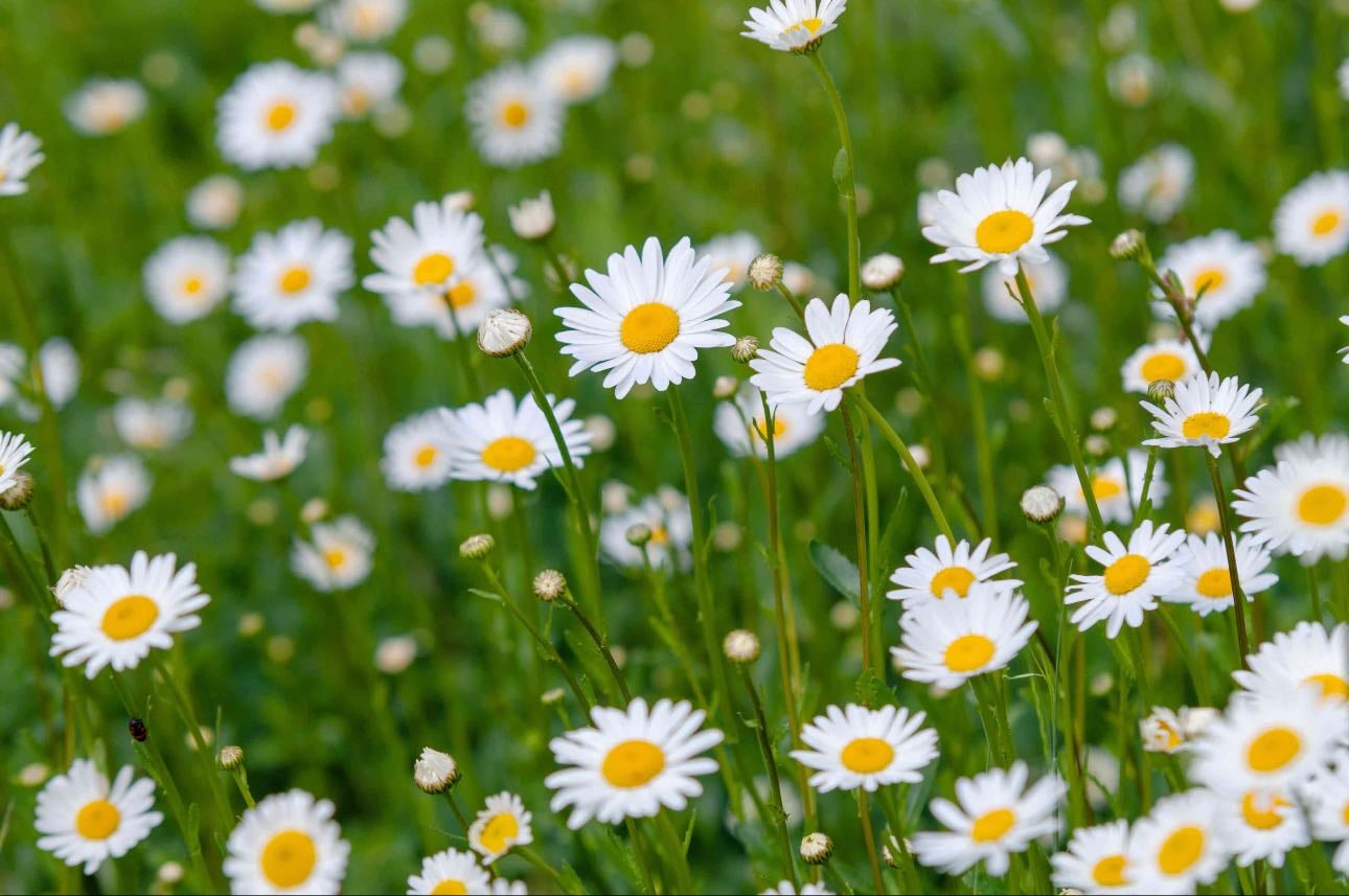 Daisies
