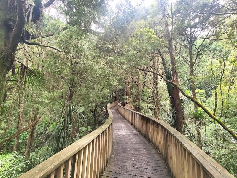 A. H. Reed Memorial Kauri Park