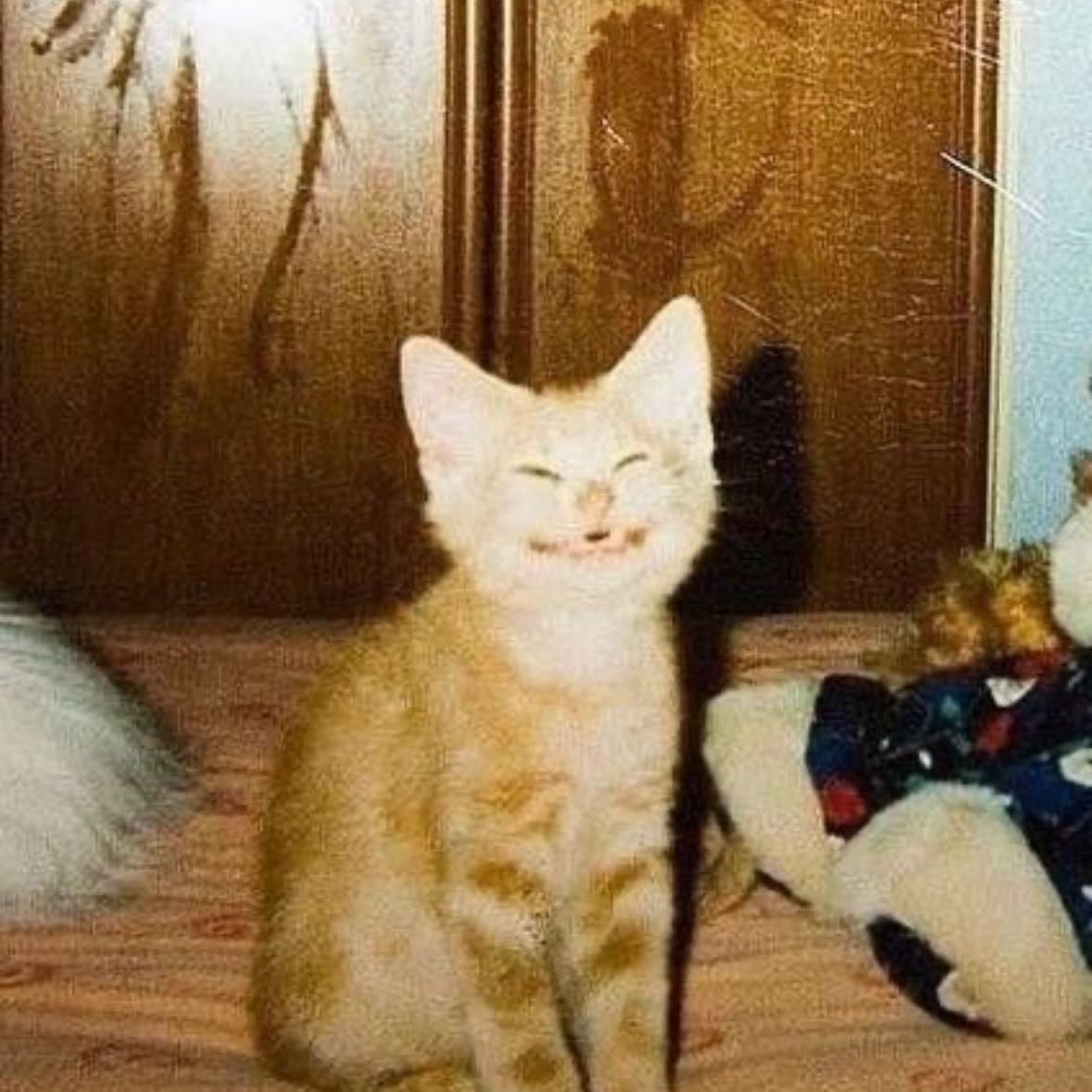 Jugar con mi gato 🐈 - Es un curita para el corazón 🩷
