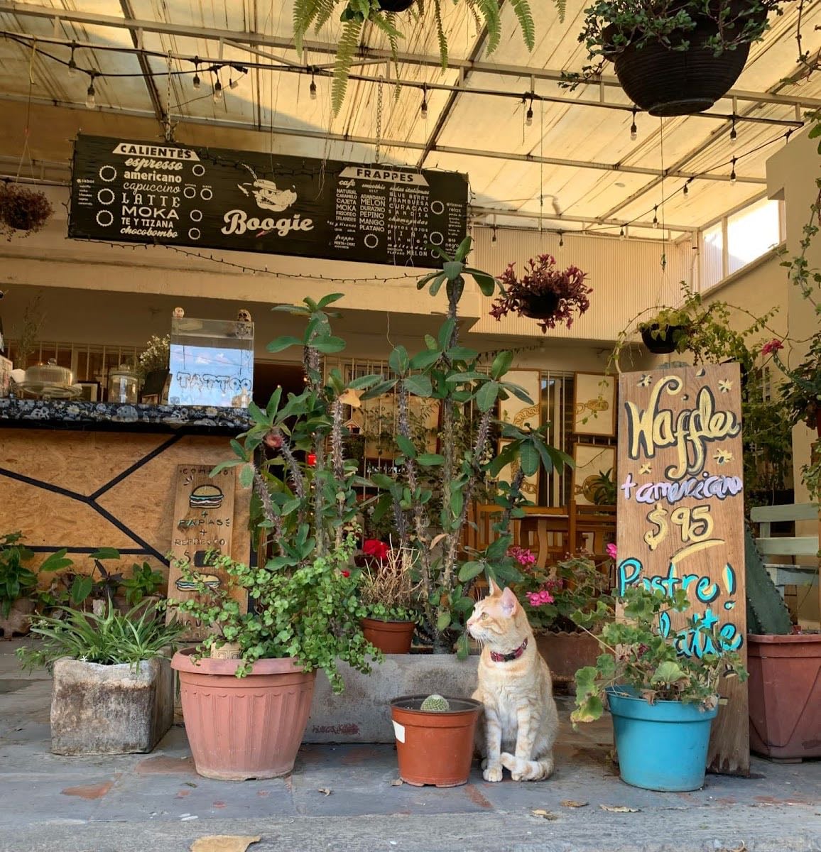 Boogie Café - Librería