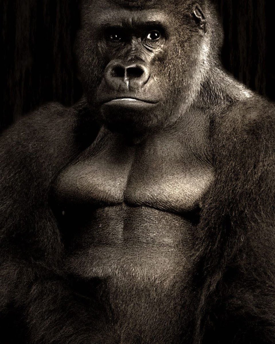 Restaurant Gorilla - Gluten free