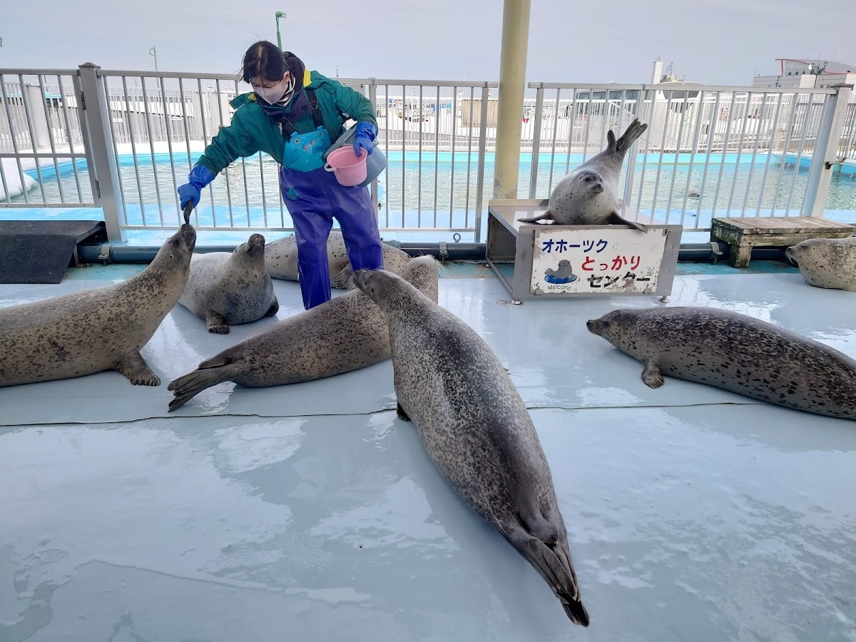 Okhotsk Tokkari Center (Seal Land)