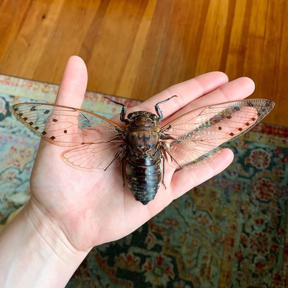 bugs - ⋆˚꩜。