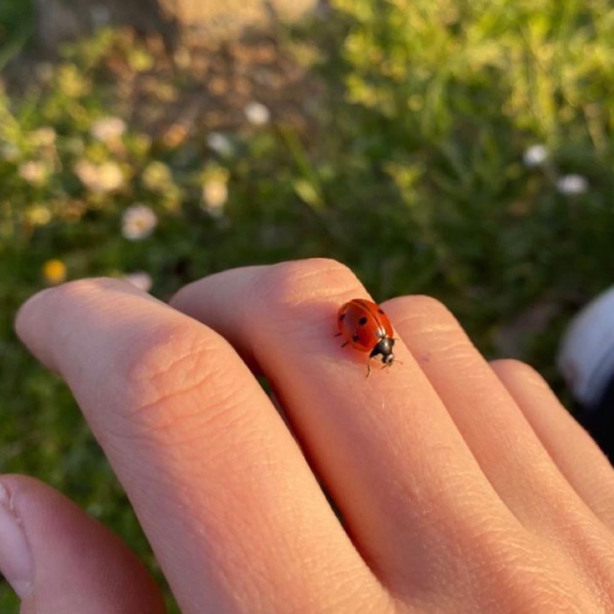 holding ladybugs