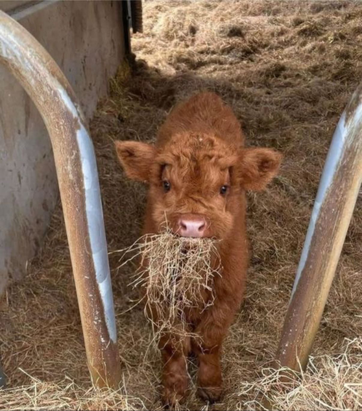 cows - ⋆˚꩜。