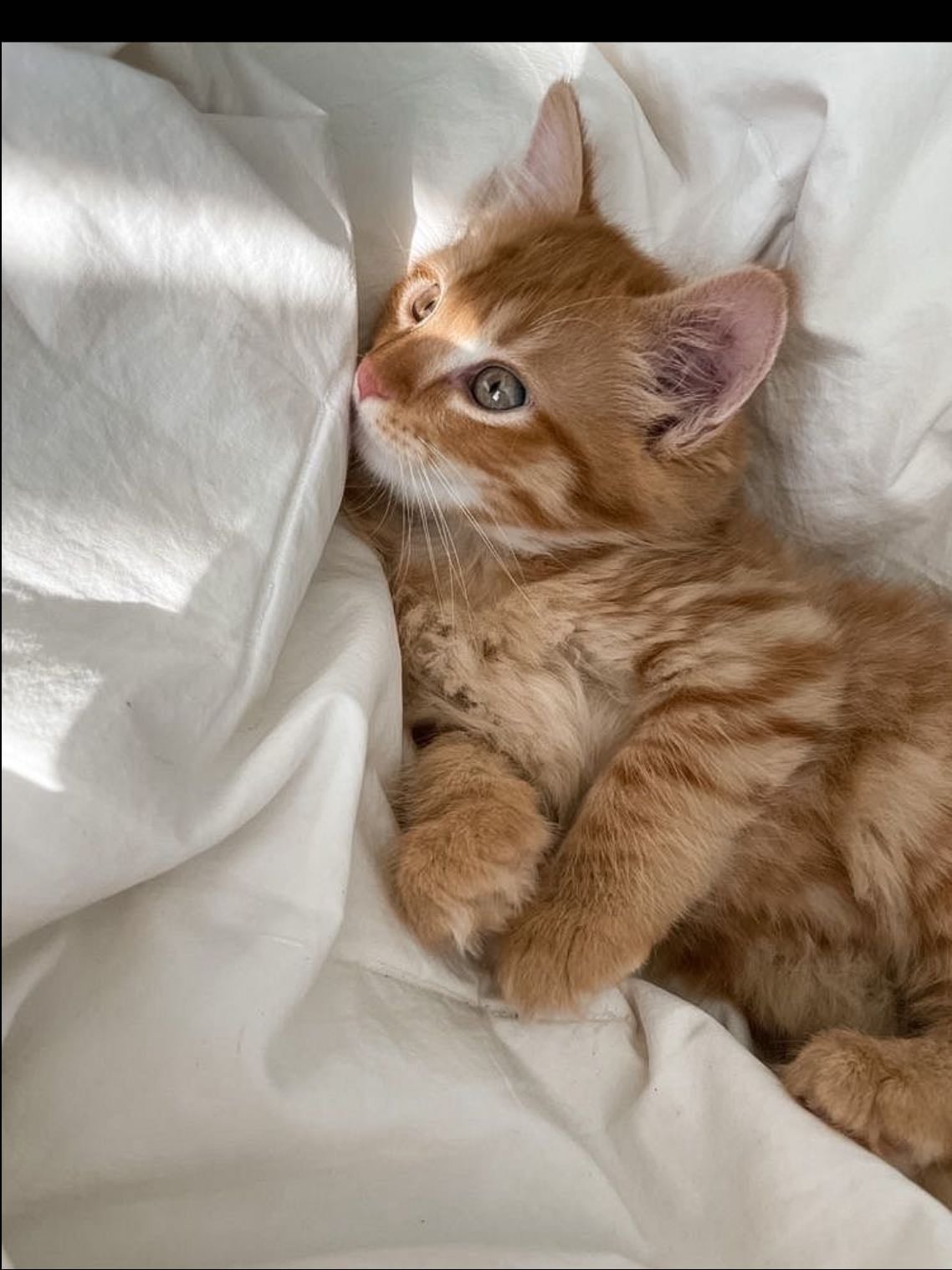 orange cat - animal alignment