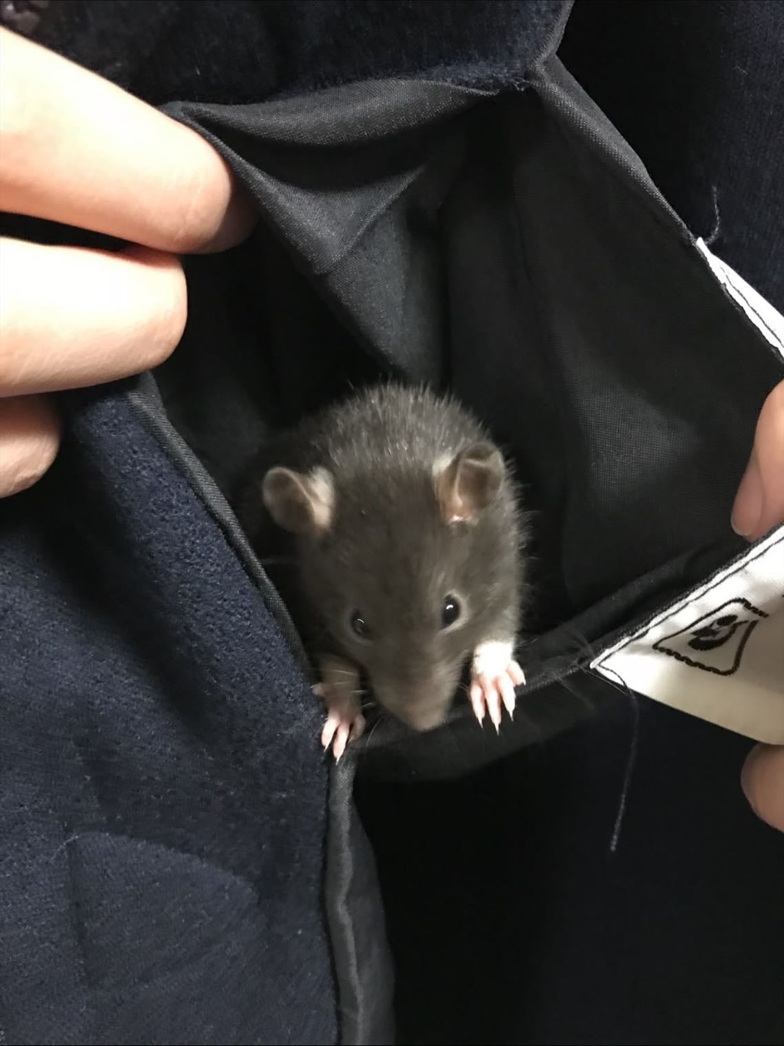 rats - ⋆˚꩜。