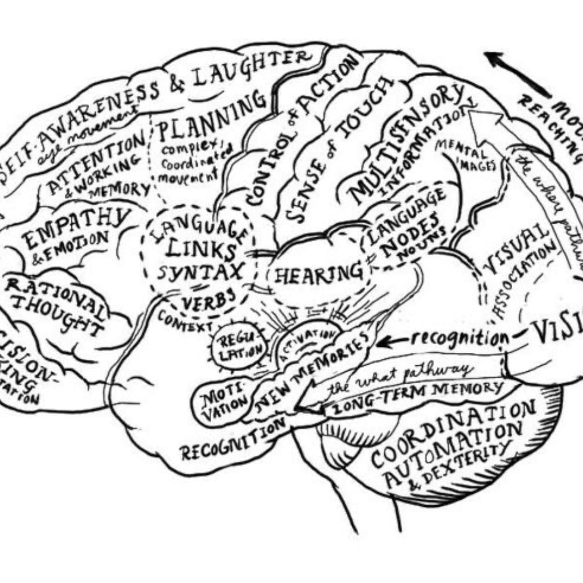 Brain map - Of the stuff in your brain ofc (`´)
