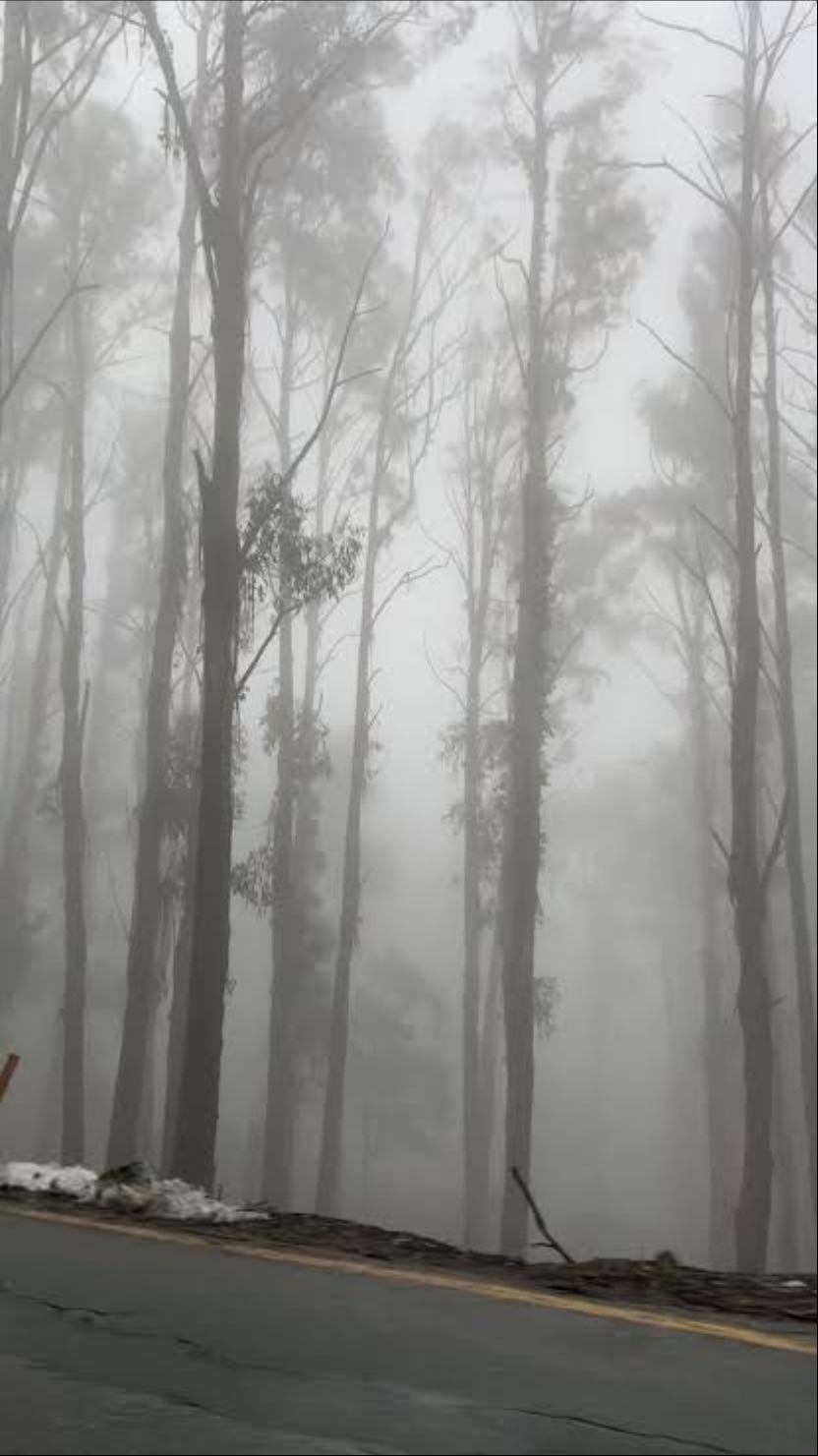 Mount Buller - I’d like to see snow