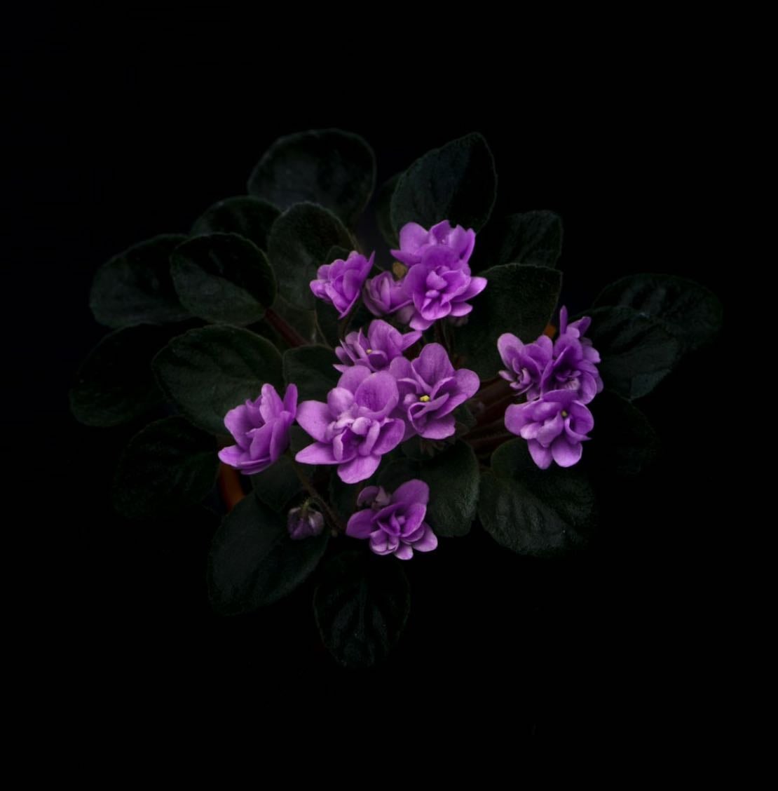 𝓕𝓵𝓸𝔀𝓮𝓻𝓼 - Other hypelist by Nico