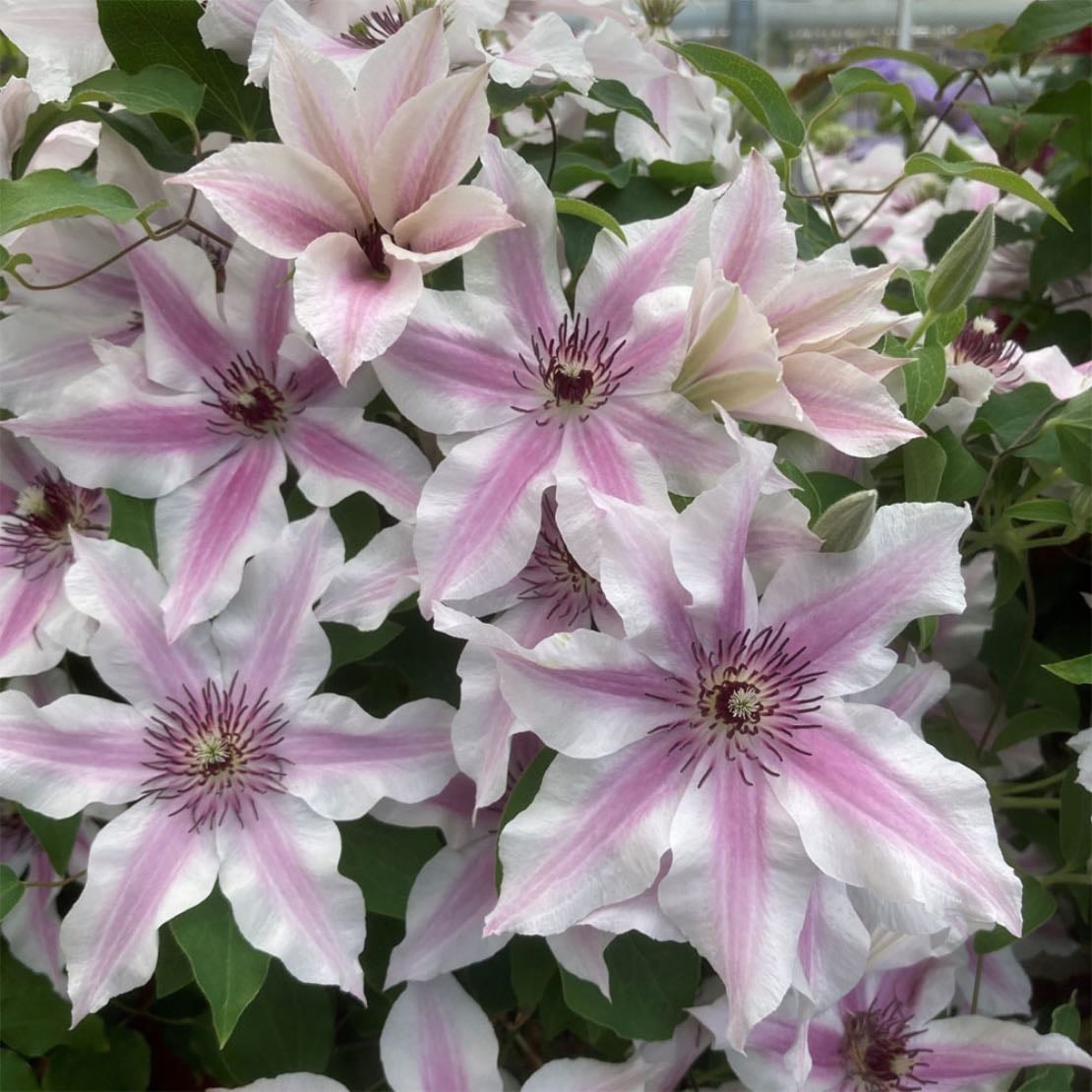 Clematis