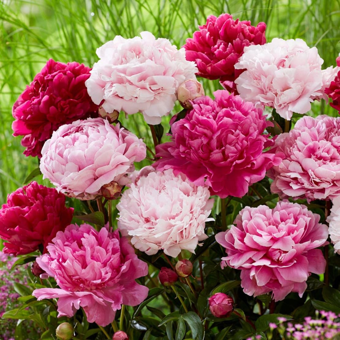 Peonies
