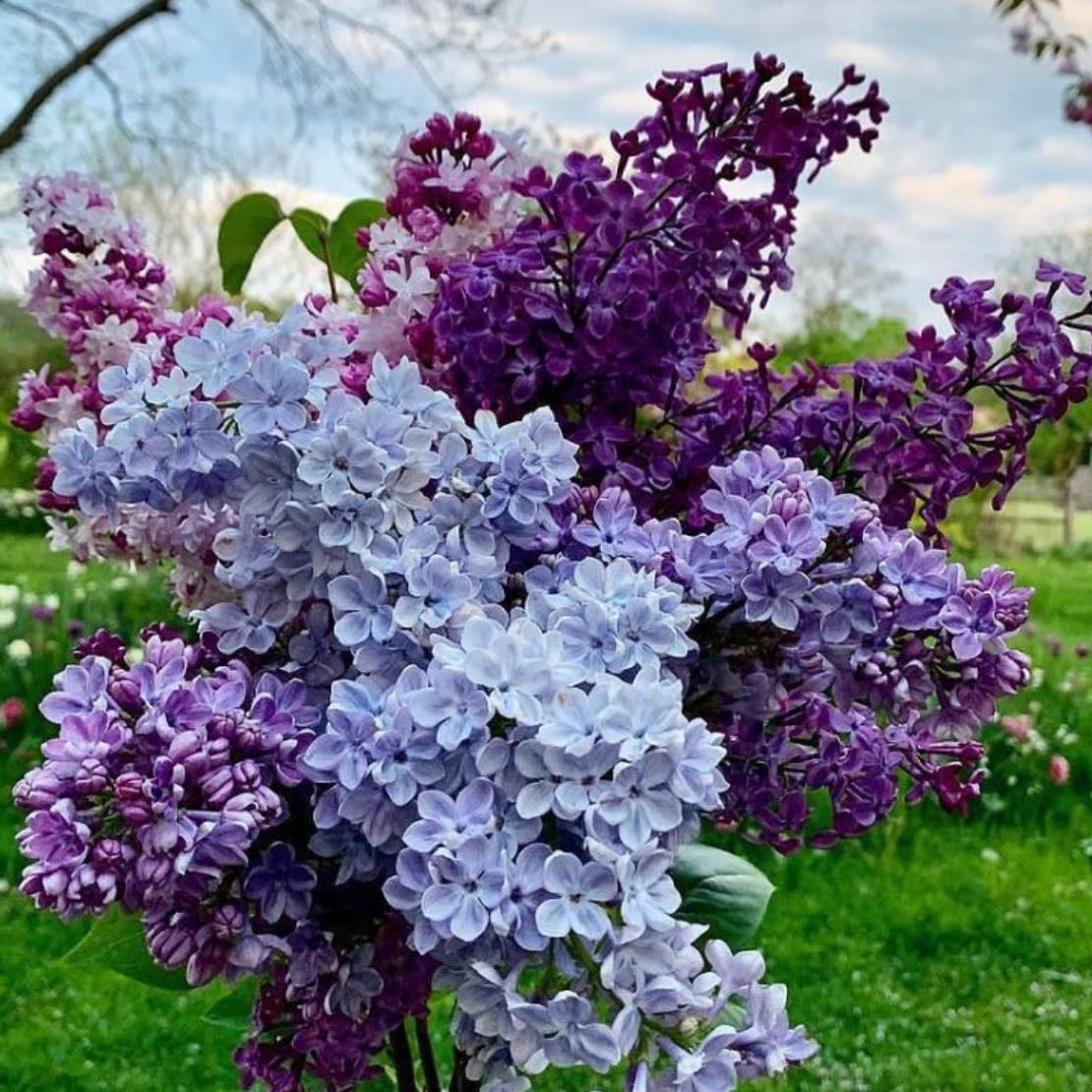Lilacs