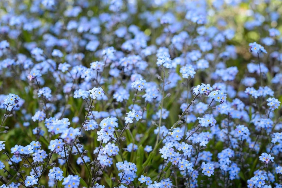 Forget Me Nots