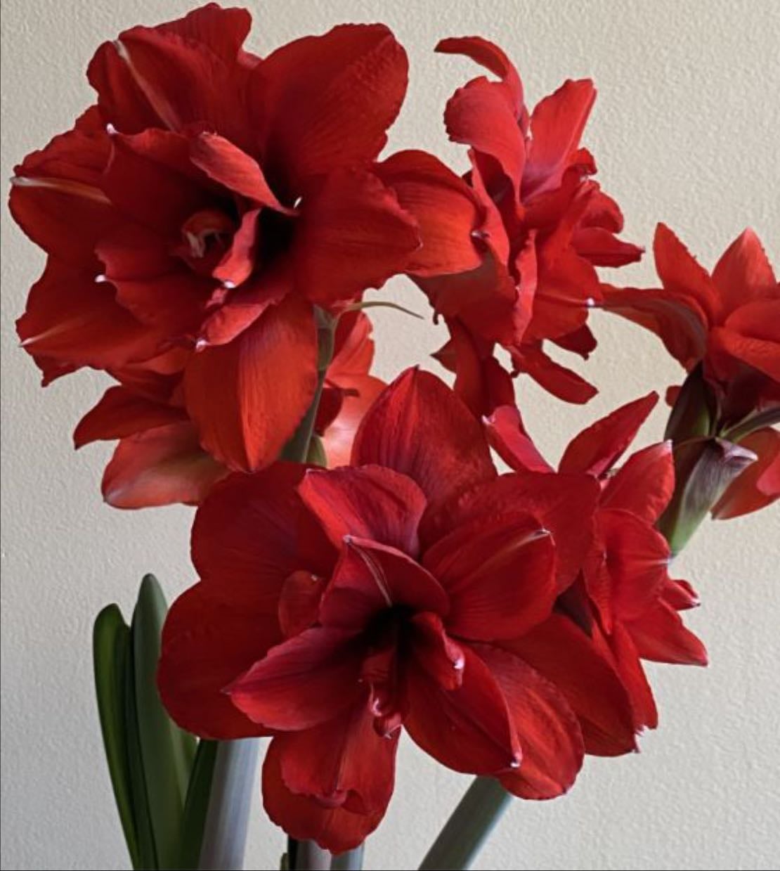 Amaryllis
