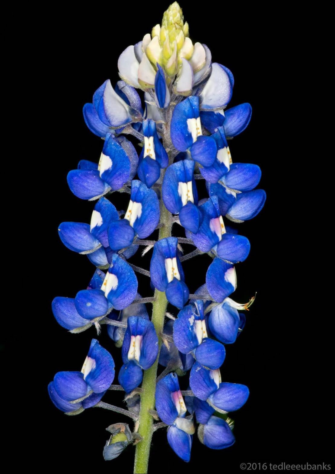 Bluebonnet