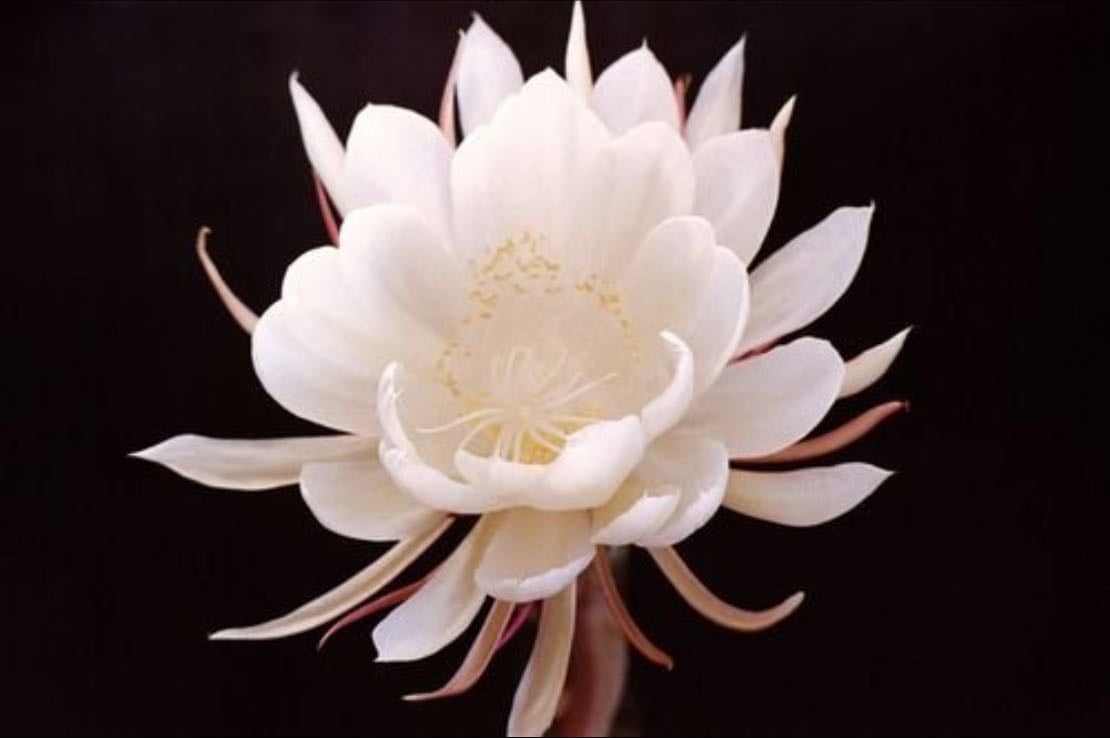 Queen Of the Night