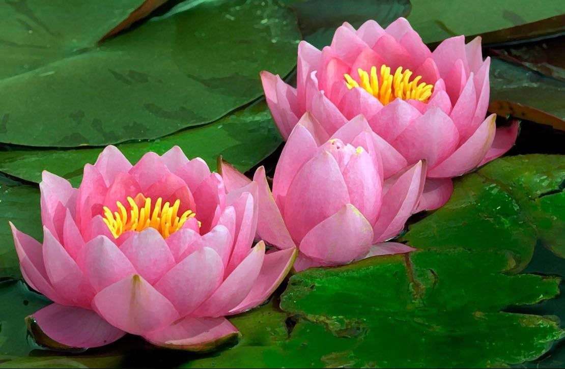 Waterlily