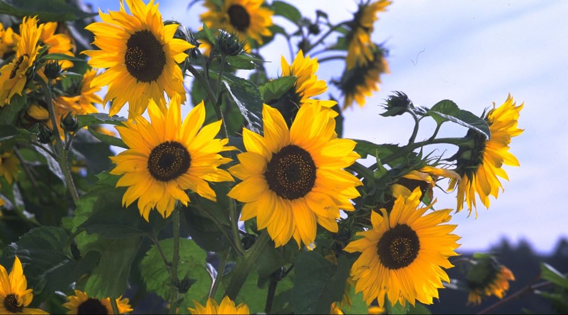 Sunflowers