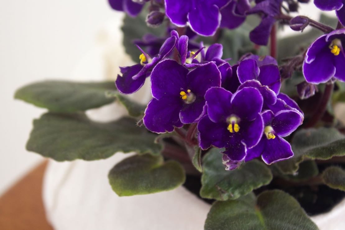 Violets