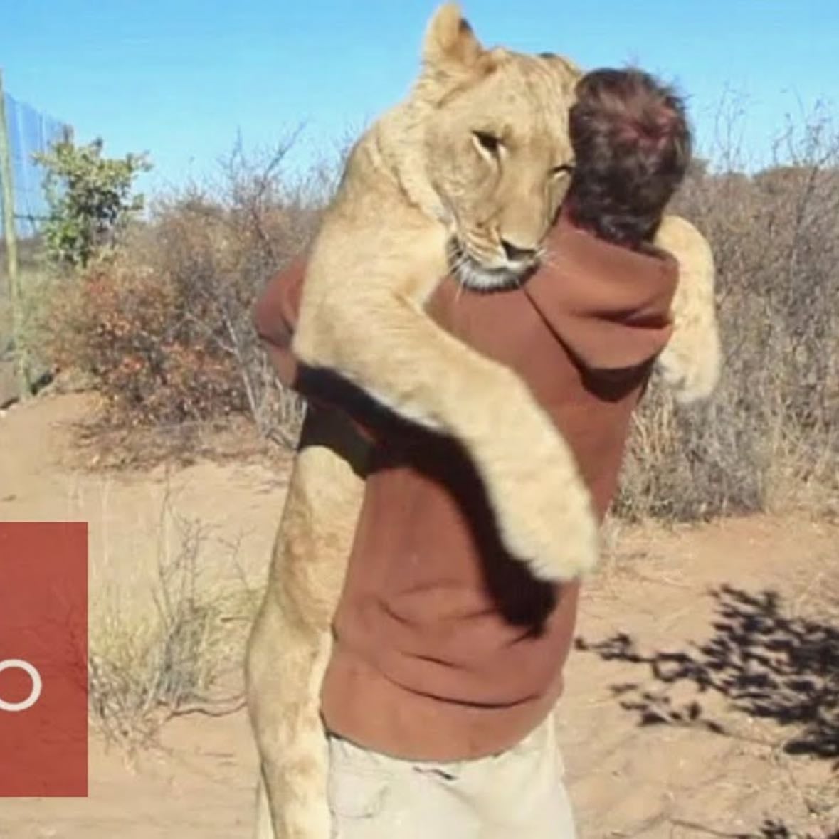 Abrazar un leon