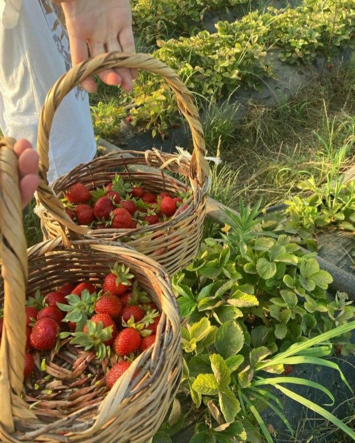 strawberry picking