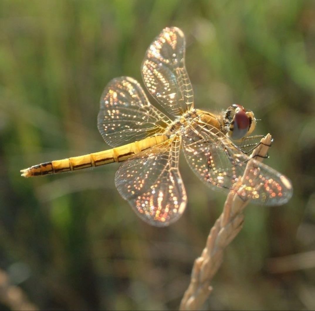 dragonfly