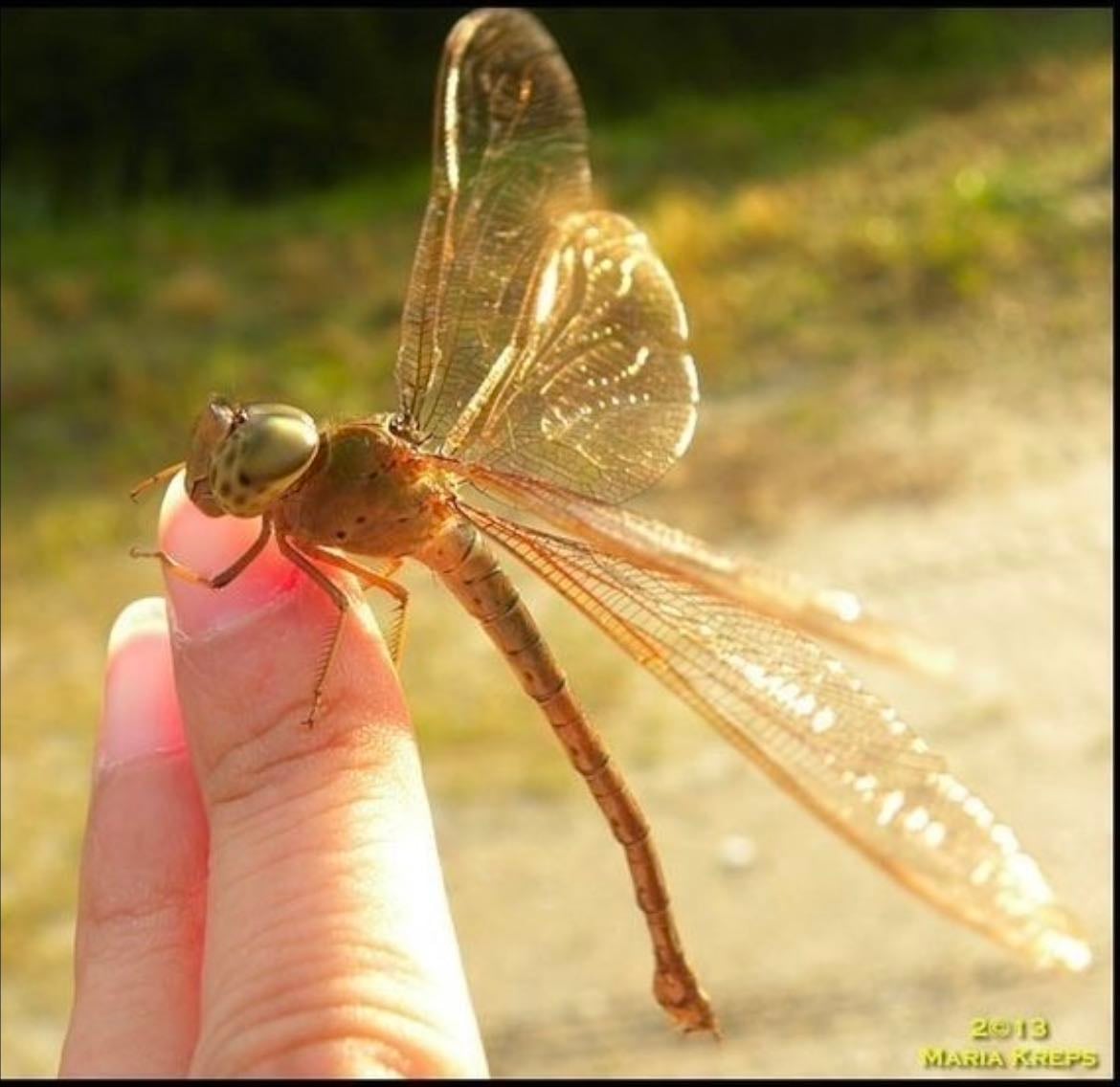 dragonflies