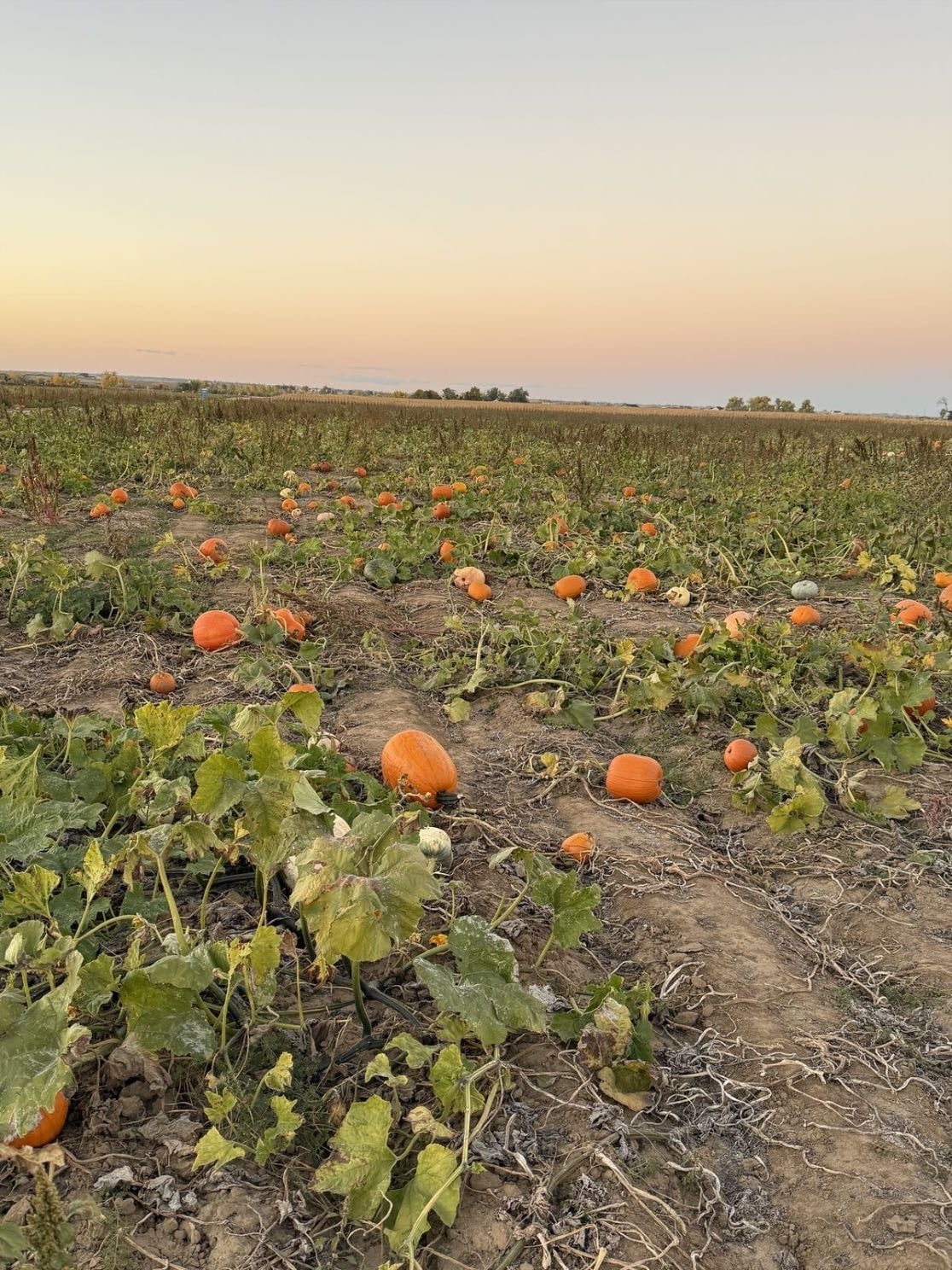 pumpkin patch