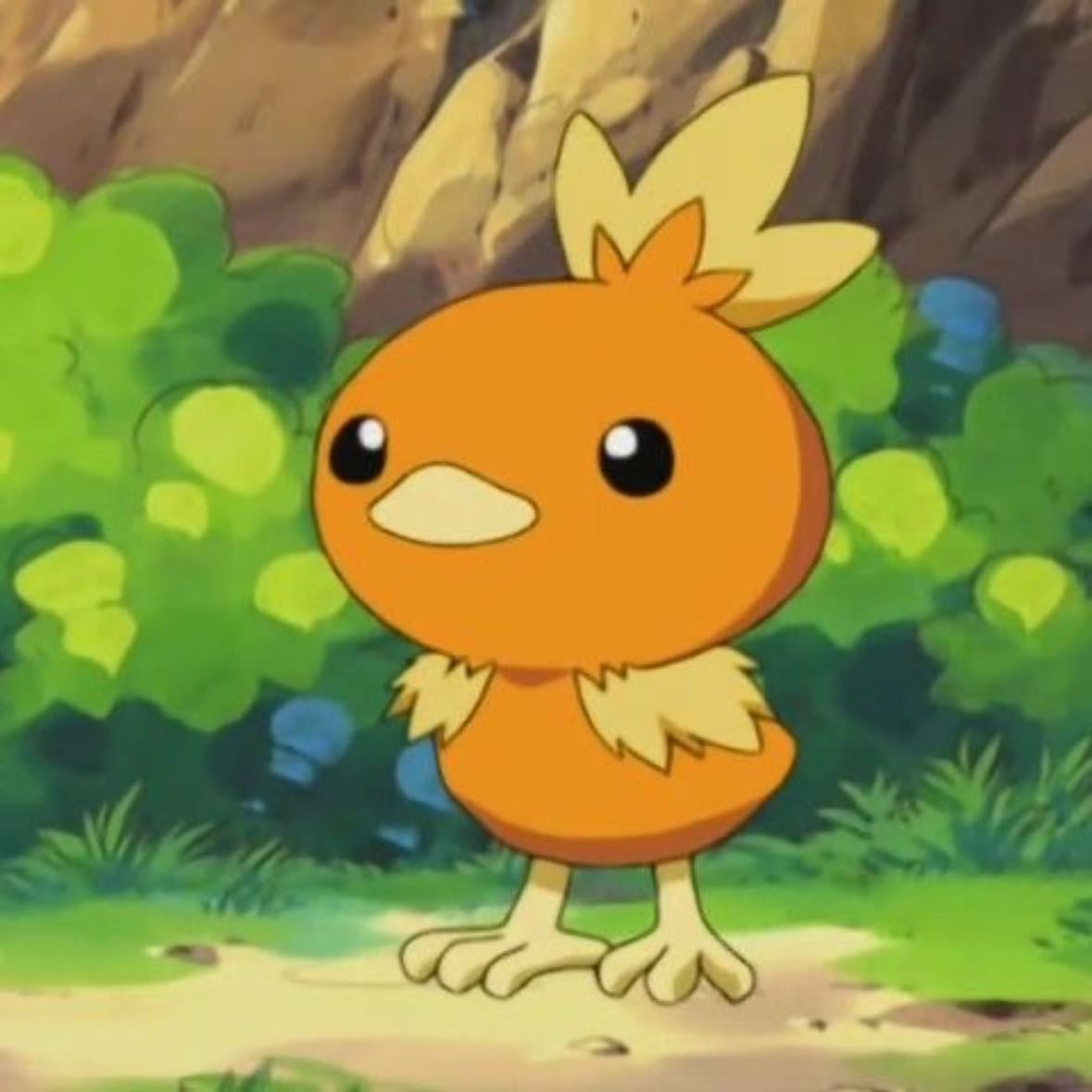 Torchic