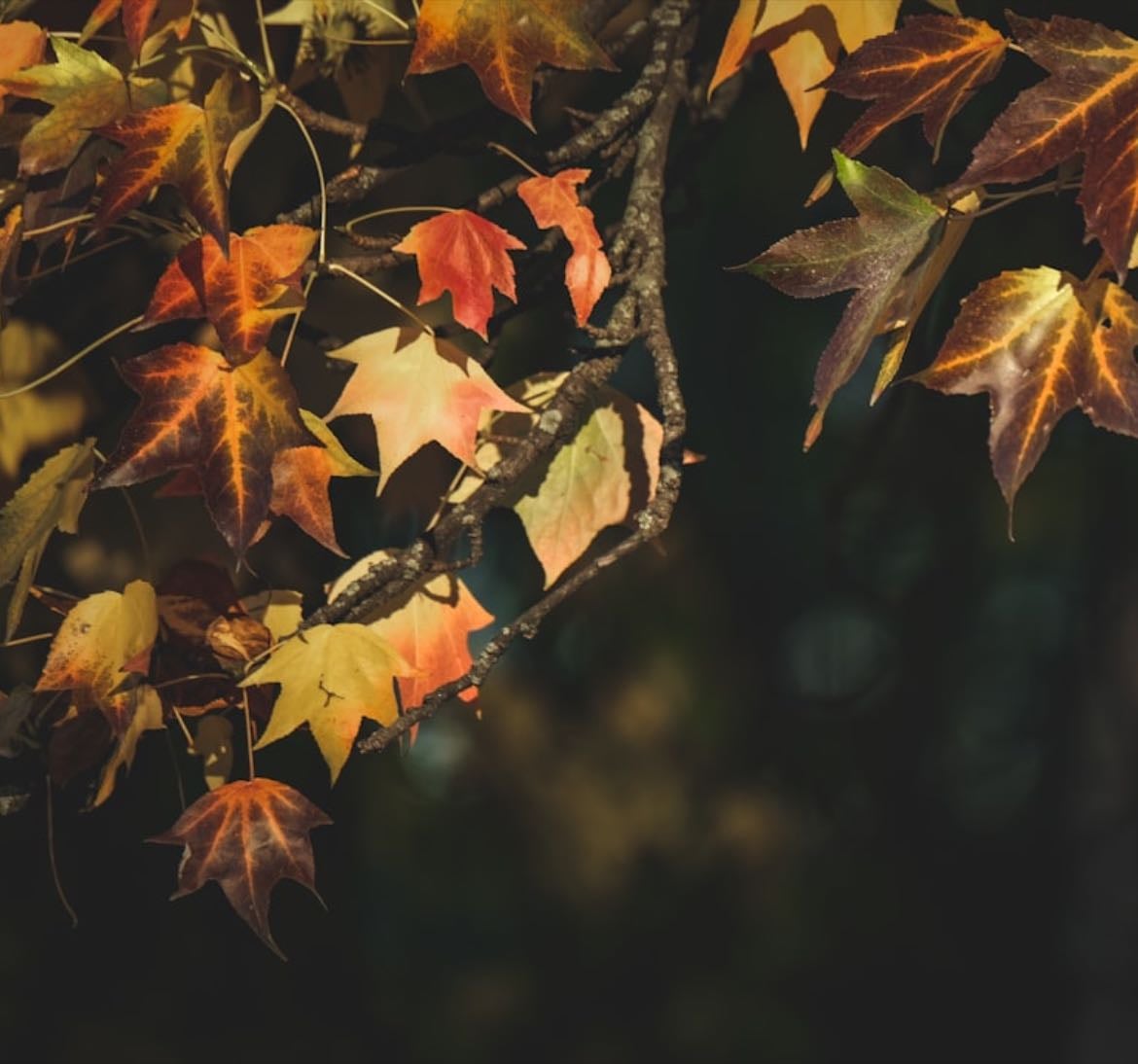 Autumn playlist a.k.a. best month