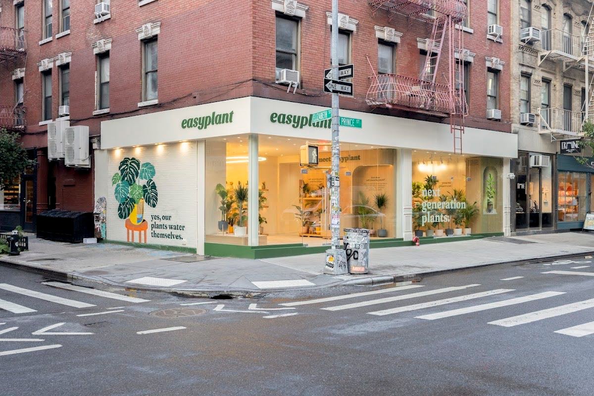 easyplant Nolita