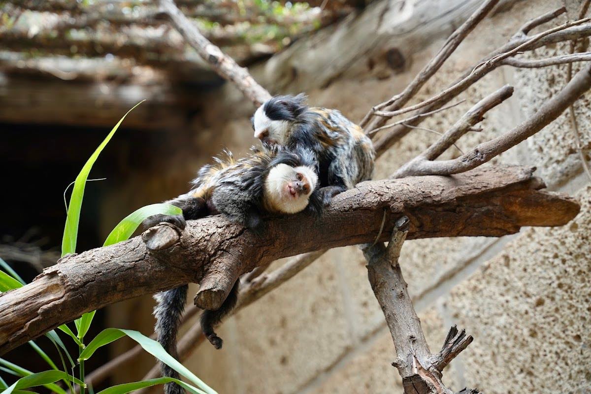 Monkey Park - Tenerife