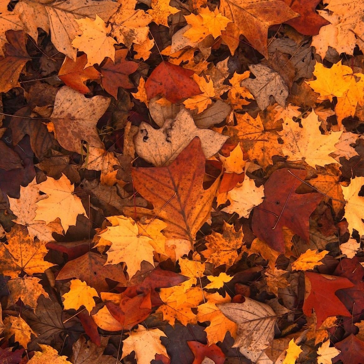 Autumn Leaves - Remastered - Song · Nat King Cole