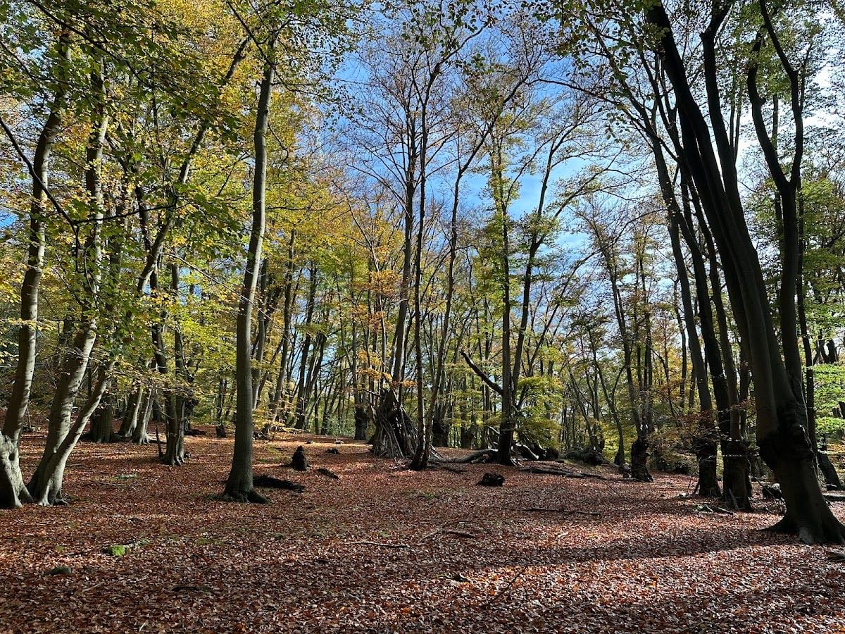 Epping Forest