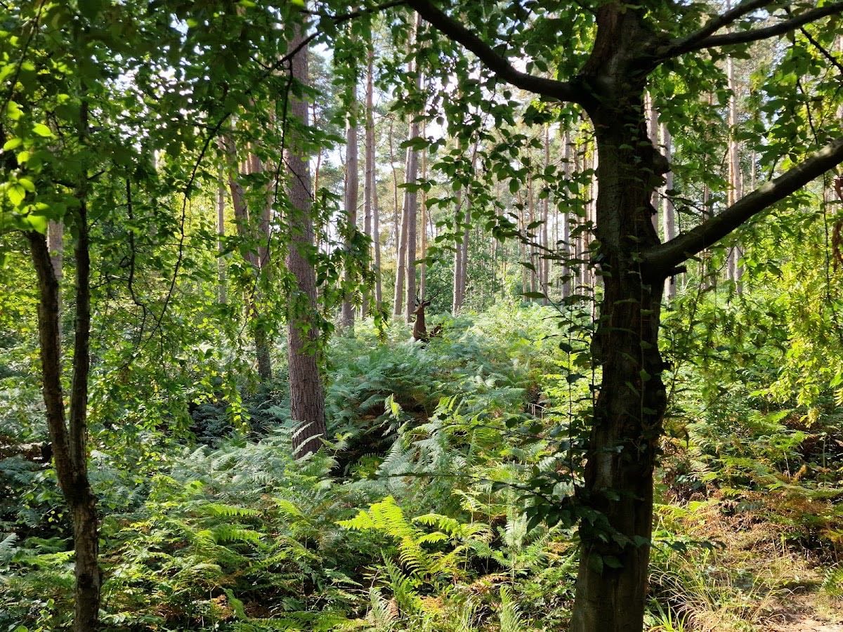 Broxbourne Woods
