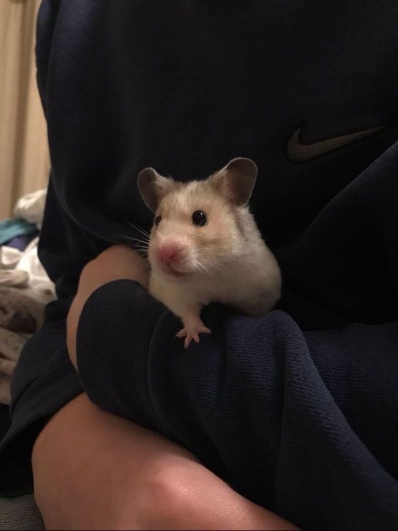 a hamster - but it has to have a really weird name like hammy