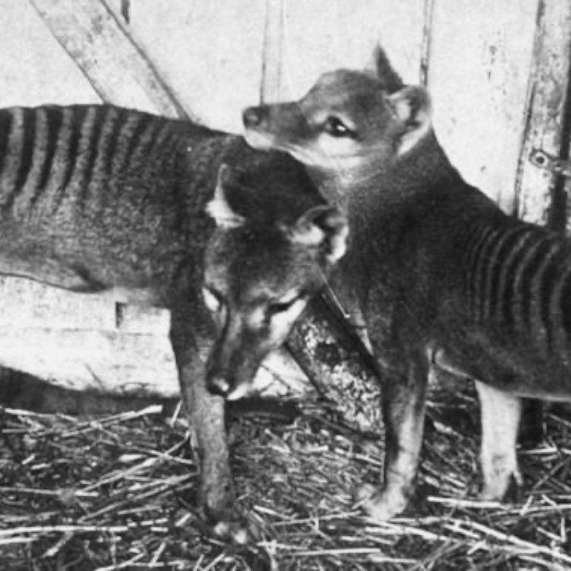 the thylacine - a marsupial from australia that has a lot of conspiracy whether it is actually extinct or if it could possibly still be alive?