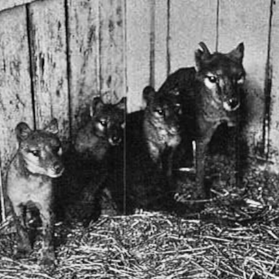 extinct animals - i have such strong feelings about this and can speak on the it for hours