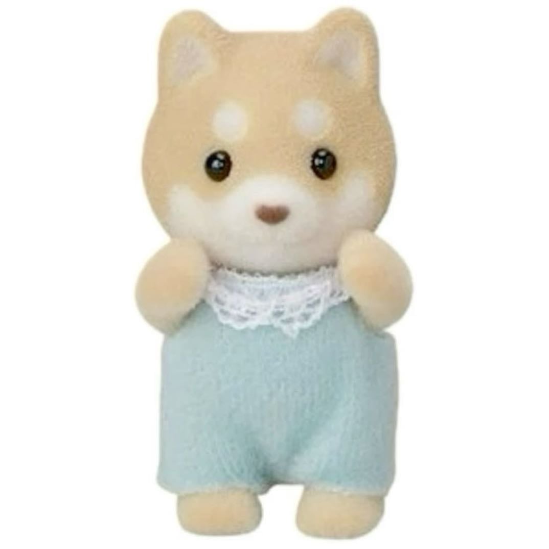 Caramel shiba dog