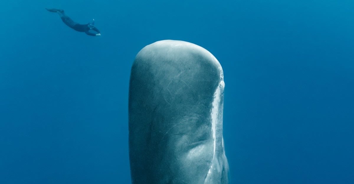How First Contact With Whale Civilization Could Unfold