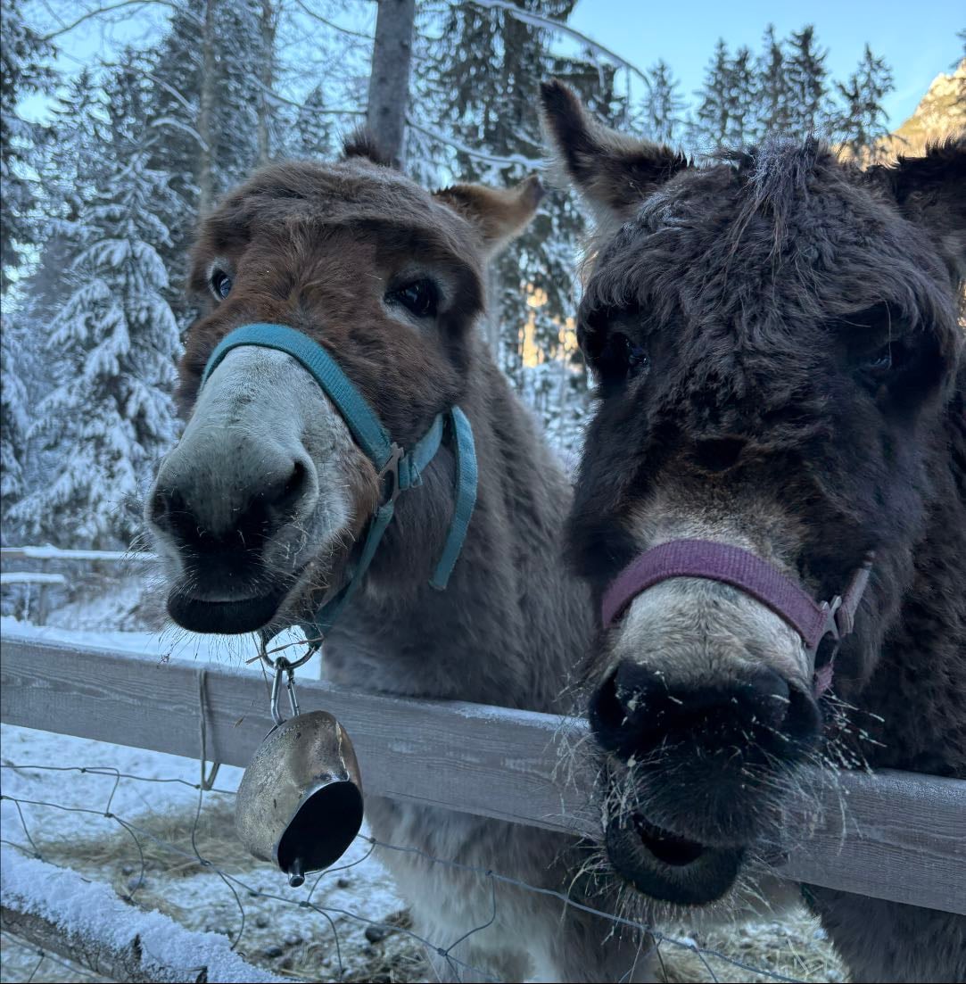 2026 Rebrand